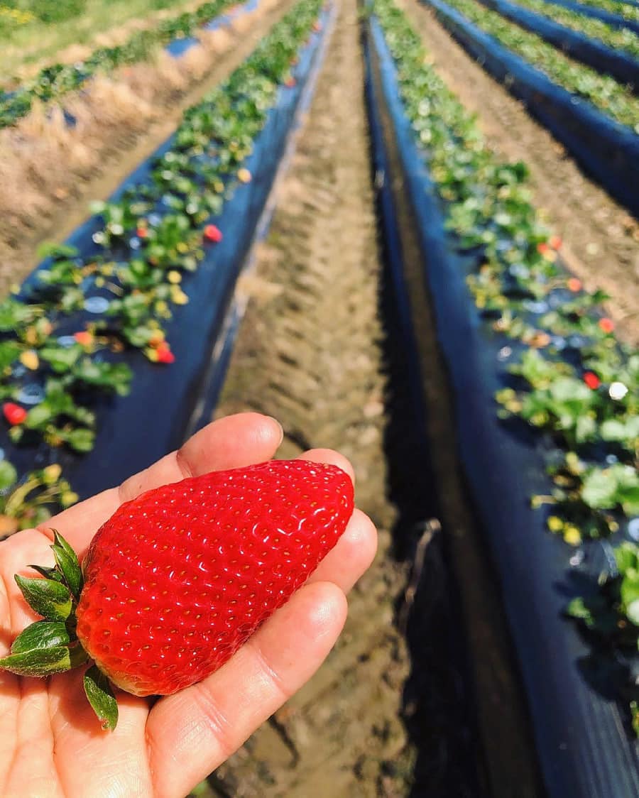 Certified Organic Strawberries